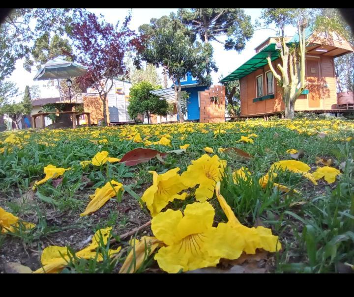 מלון קמפו אלגרה Mini House Park מראה חיצוני תמונה
